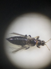 Thripidae
