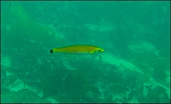 Halichoeres californicus