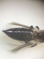 Thripidae