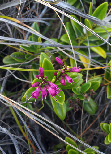Veronica punicea