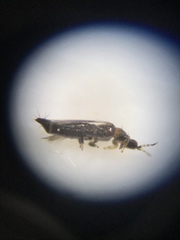 Thripidae
