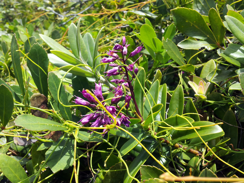 Veronica punicea, photograph 2