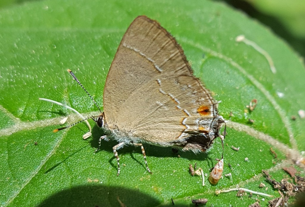 Gargina thyesta