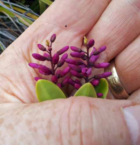 Veronica punicea, photograph 3