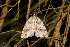 Pseudocoremia rudisata