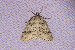 Pseudocoremia rudisata