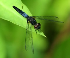 Aethriamanta gracilis