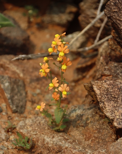 Image of Nemesia williamsonii by (c) Tony Rebelo, some rights reserved (CC BY-SA)