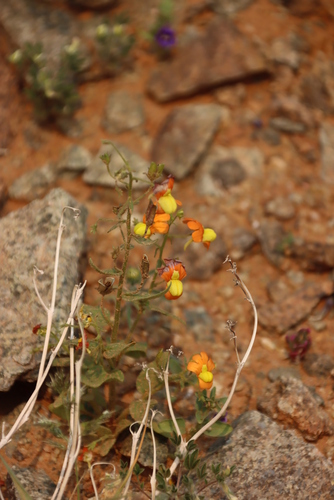 Image of Nemesia williamsonii by (c) Tony Rebelo, some rights reserved (CC BY-SA)