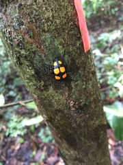 Scaphidomorphus bosci