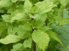 Hesperocnide tenella