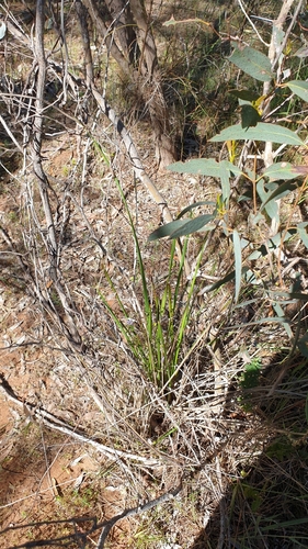 Image of Dianella brevicaulis by (c) Rosalie Lawrence, some rights reserved (CC BY)