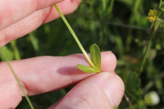 Valerianella radiata