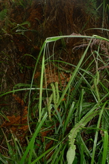 Carex geminata