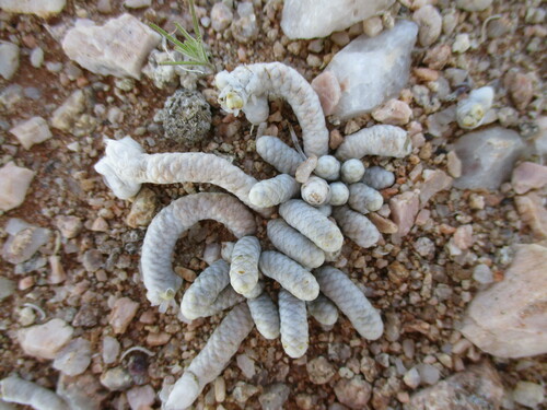 Avonia albissima