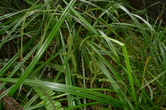Carex geminata