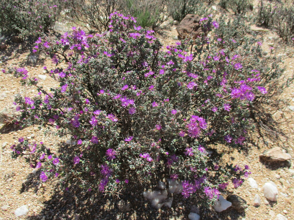 Ruschia divaricata 2