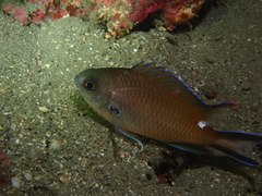 Smoky Chromis photo 4