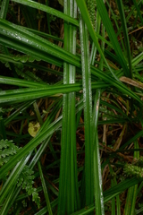 Carex geminata