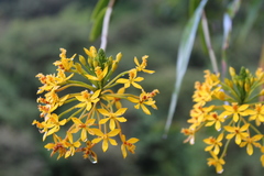 Epidendrum aura-usecheae