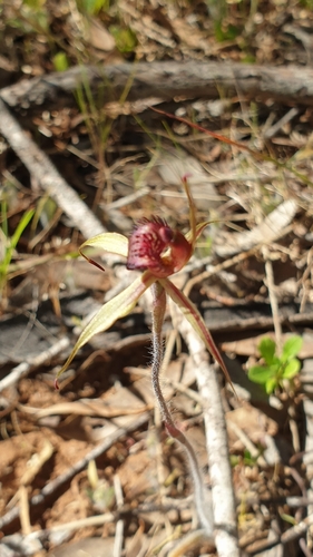 Image of Caladenia strigosa by (c) Rosalie Lawrence, some rights reserved (CC BY)