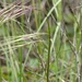 Great Brome - Photo (c) hikingsandiego, some rights reserved (CC BY-NC), uploaded by hikingsandiego