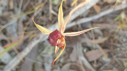 Image of Caladenia strigosa by (c) Rosalie Lawrence, some rights reserved (CC BY)