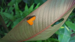 Eudulophasia invaria