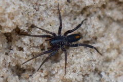 Castianeira descripta