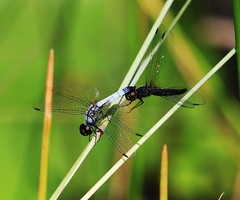 Aethriamanta gracilis