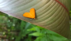 Eudulophasia invaria