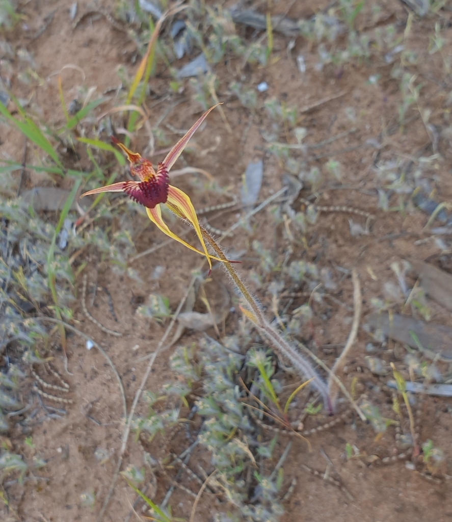 Caladenia strigosa