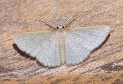 Pleuroprucha