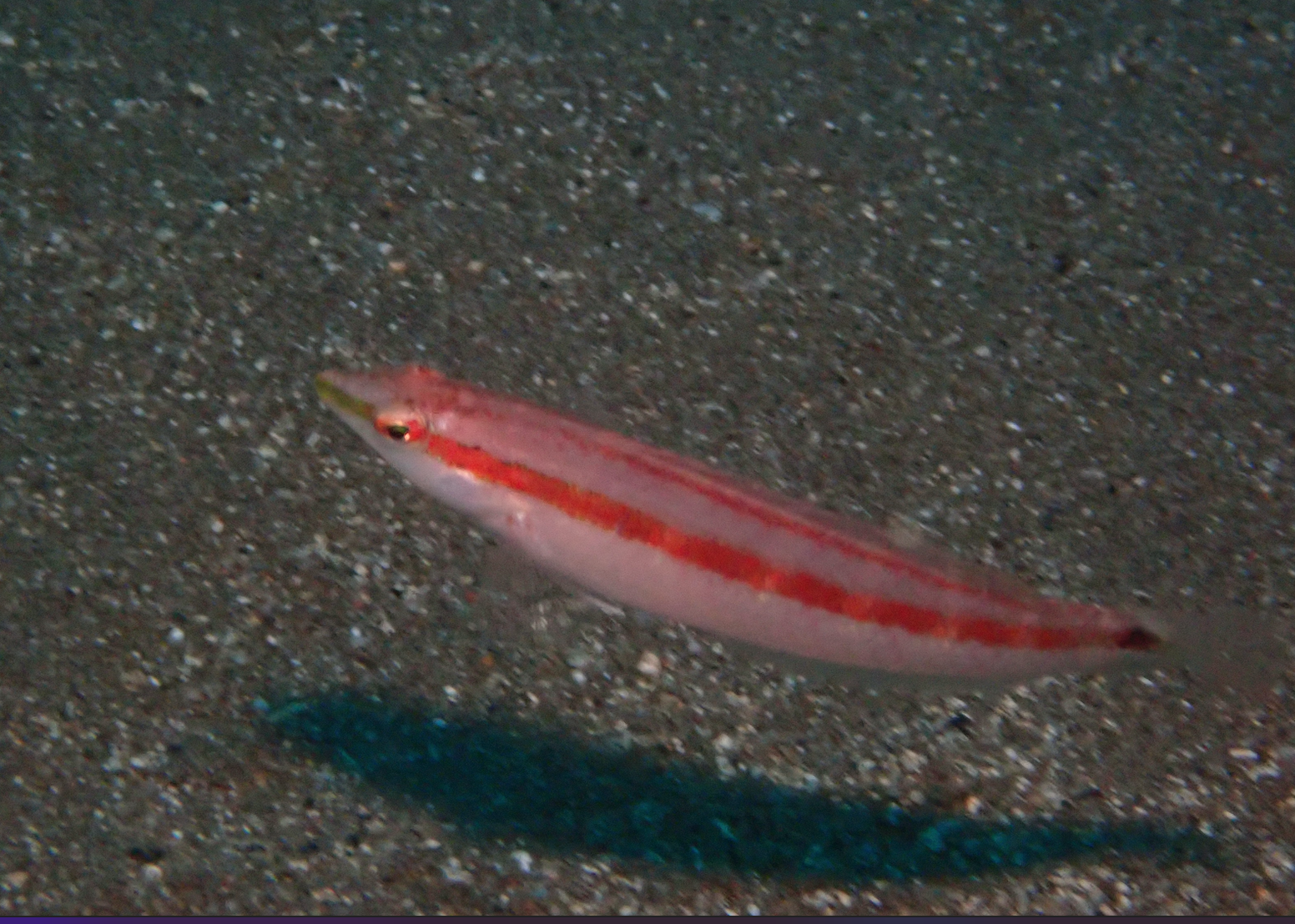 細長蘇彝士隆頭魚 Suezichthys gracilis