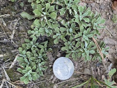 Antennaria virginica, photograph (c) Mark Eanes, some rights reserved (CC BY)