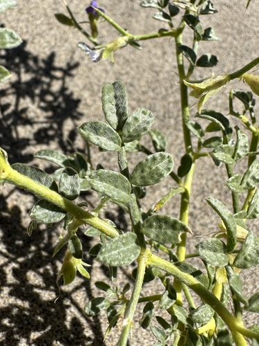 Image of Psorodendron kingii by (c) Matt Berger, some rights reserved (CC BY)