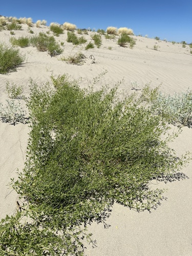 Image of Ladeania lanceolata by (c) Matt Berger, some rights reserved (CC BY)