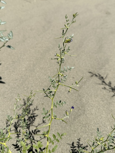 Image of Psorodendron kingii by (c) Matt Berger, some rights reserved (CC BY)