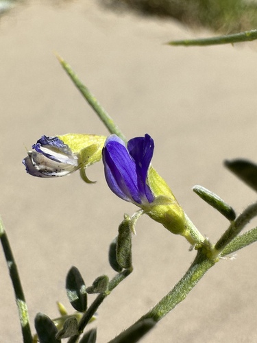 Image of Psorodendron kingii by (c) Matt Berger, some rights reserved (CC BY)