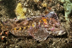 Aploactisoma milesii