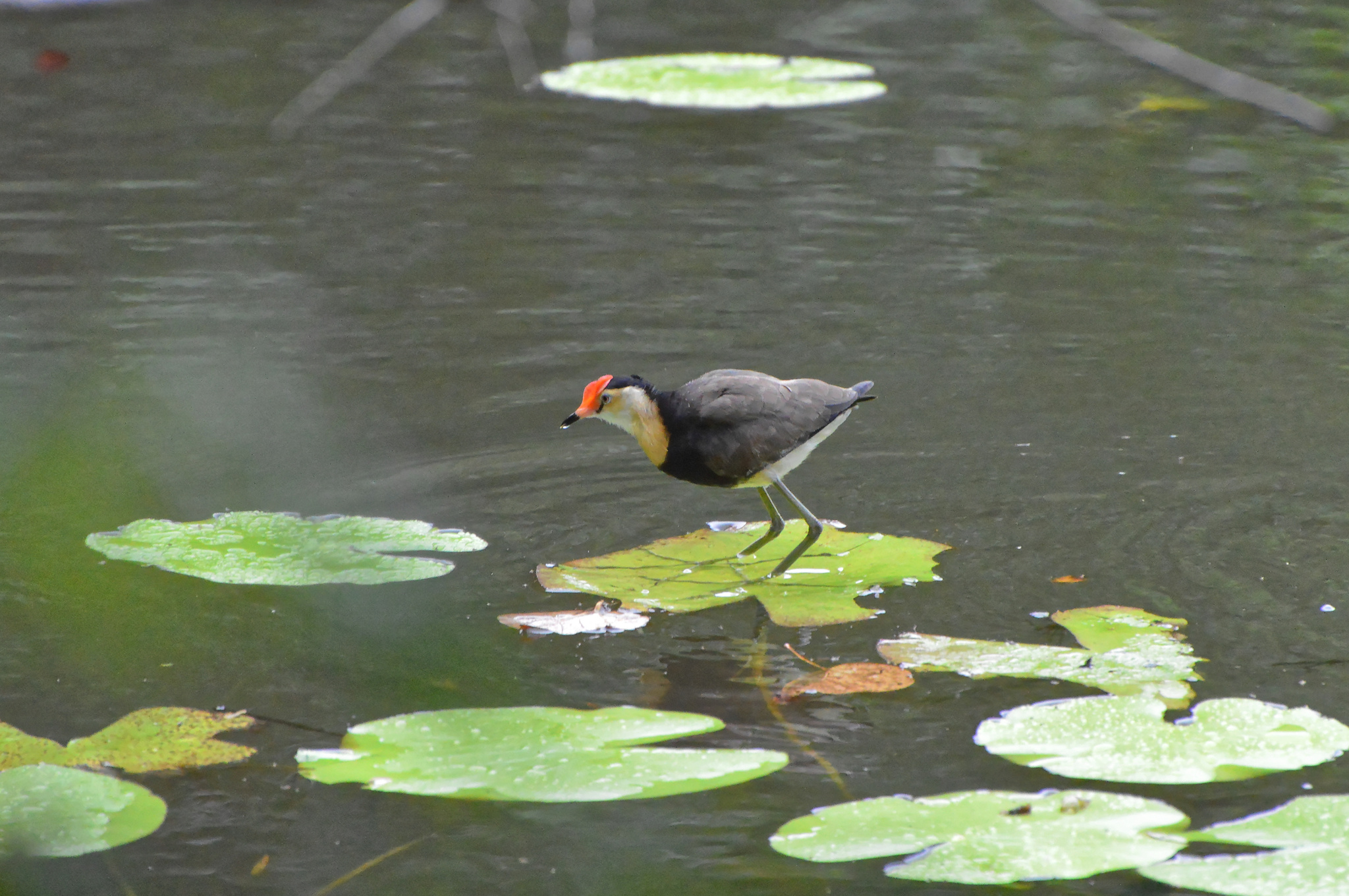 Comb-crested Jacana illustration