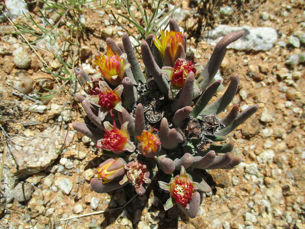 Hereroa puttkameriana; photograph author not stated, no rights reserved
