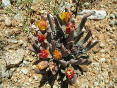 Hereroa puttkameriana