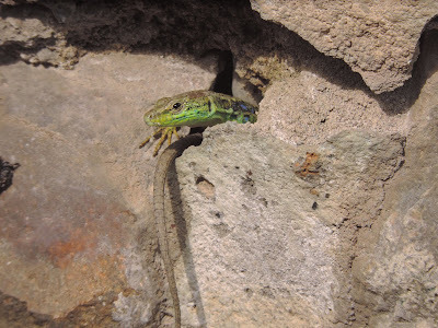 Spiny-tailed Lizard