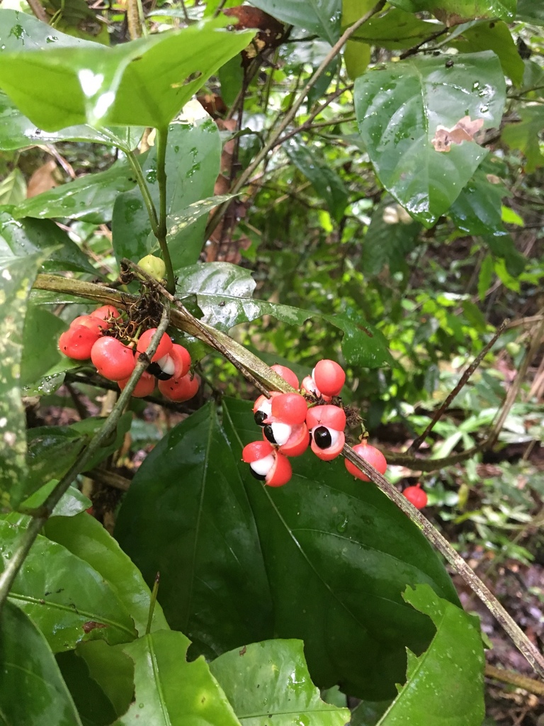 Paullinia cuneata