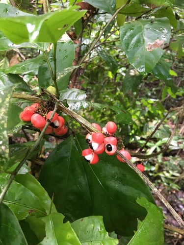 Paullinia cuneata