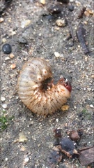 Cotinis mutabilis