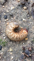 Cotinis mutabilis