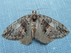 Hydriomena californiata
