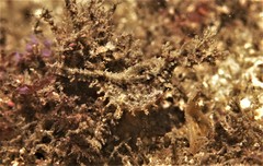 Idiotropiscis lumnitzeri